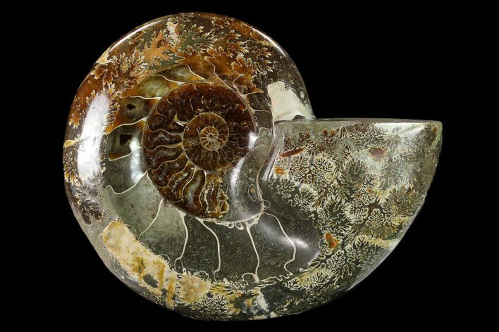 Wide Polished Fossil Ammonite Dish - Inlaid Ammonite #137409